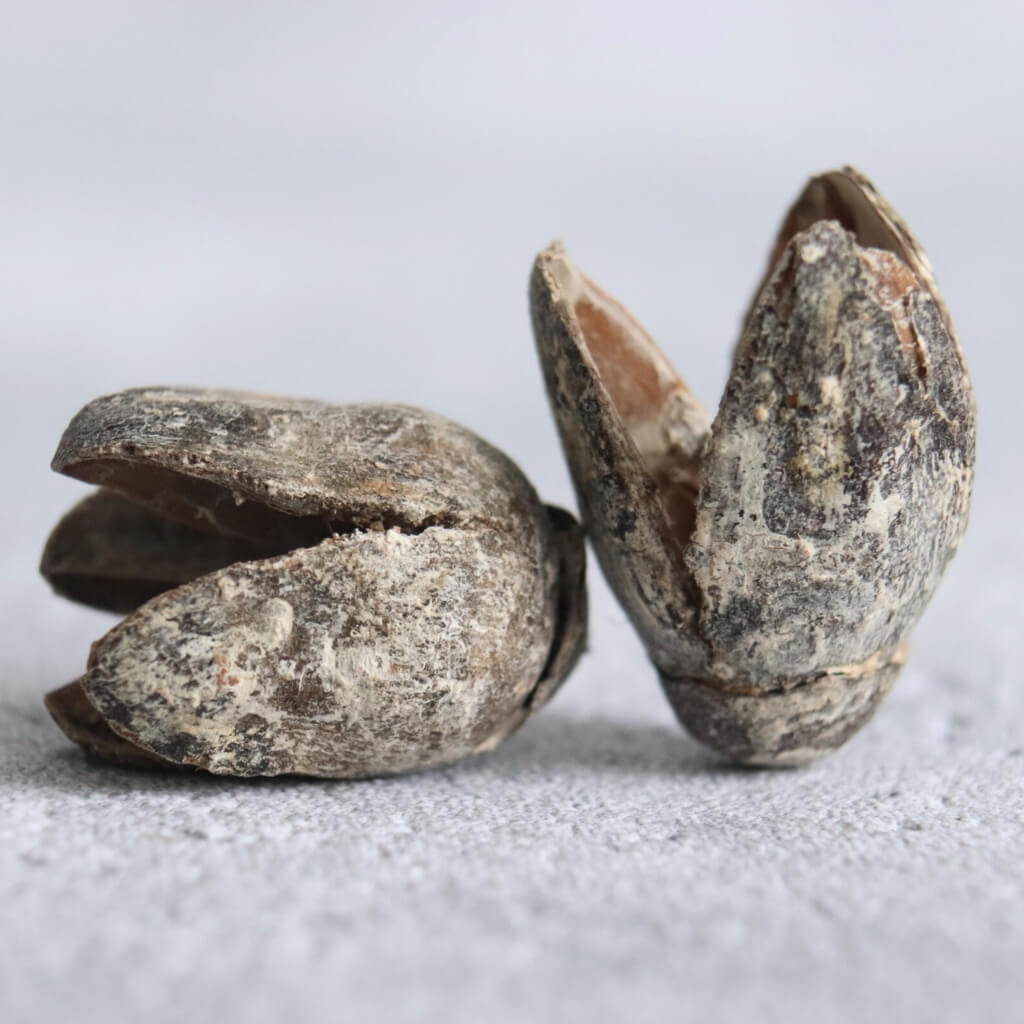 Sušené Bakuli bělené – přírodní dekorační plody v elegantním světlém odstínu